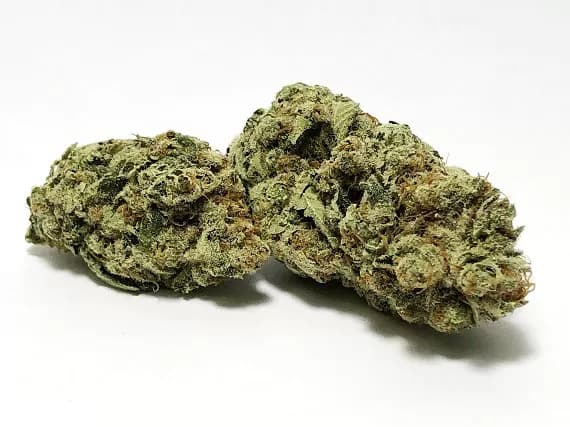 Nepali Temples Strain (5 Star) - Hybrid (Wholesale)
