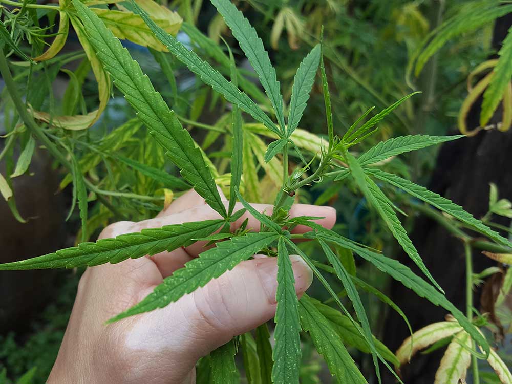 Marijuana and Autoimmune Disease
