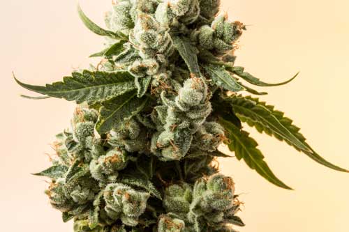 Beautiful Indica Buds Ready to Take You Higher Than Clouds