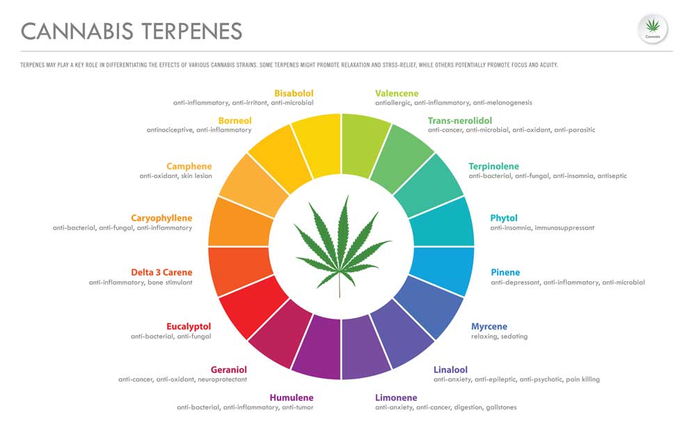 Types of Terpenes